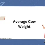 Average Cow Weight
